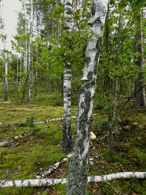 Вредители и болезни лиственных деревьев: фото и меры борьбы - Бабушкина дача