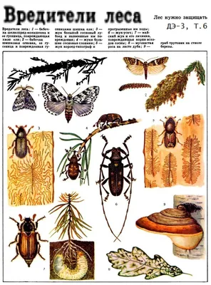 Вредители леса | Животные, Леса