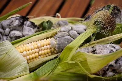 Болезни сахарной кукурузы Выращивание кукурузы