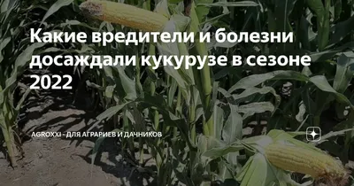 Кукурузный червь гусеница кукурузный мотыль важный вредитель урожая кукурузы  сельскохозяйственные проблемы вредители и болезни растений | Премиум Фото