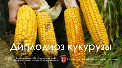 ГлавАгроном - ТОП-11 болезней кукурузы