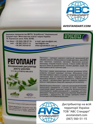 Кукурузный жук диабротика – самый опасный вредитель кукурузы. – Агроном з  Полтави