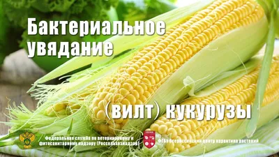Кукуруза. Агроцентр Краснодар 2023 | «Сингента» в России