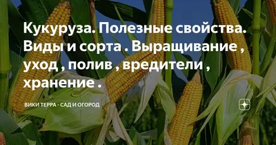 Гибрид кукурузы АНДРЕС ФАО 350 урожайность 130ц/га аналог ДКС 4351.  Устойчив засуха болезни вредители 9 баллов (ID#1347443988), цена: 2900 ₴,  купить на Prom.ua