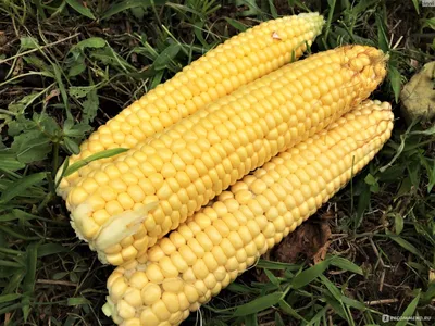 День поля Monsanto: выбрать оптимальную технологию выращивания кукурузы —  Latifundist.com