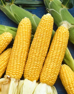 Болезни кукурузы: симптомы, причины и методы борьбы - Agro-Market