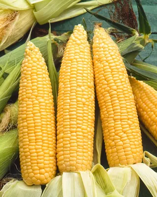 Початок с характером. Как повысить продуктивность и устойчивость к  заболеваниям кукурузы — Журнал «Агротехника и технологии» – Агроинвестор