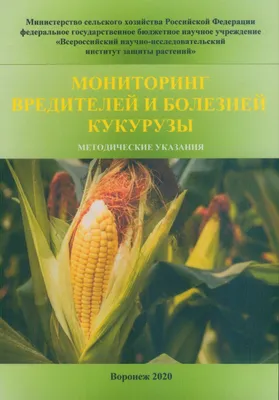 Защита кукурузы от болезней, вредителей и сорняков | «Сингента» в России