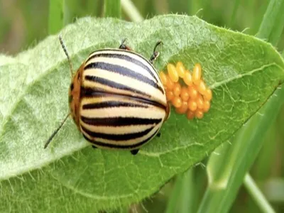 Насекомое-вредители картофель. Decemlineata Leptinotarsa жука картофель  Колорадо и Wireworm жука Click изолированное на белом Иллюстрация вектора -  иллюстрации насчитывающей зеленый, расти: 199925671