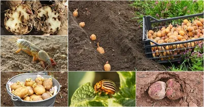 Болезни картофеля: описание с фотографиями, способы лечения, профилактика