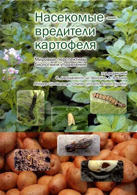 Болезни и вредители картофеля с описанием, фото, способами борьбы и лечения
