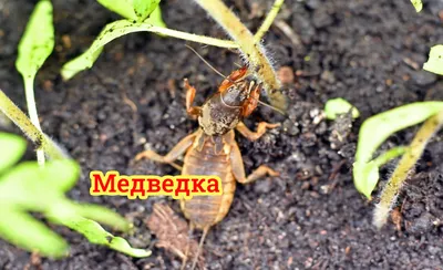 Узкозлатка виноградная • zemledelie.org