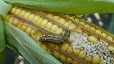 Вредители кукурузы и меры борьбы с ними | | Хімагромаркетинг