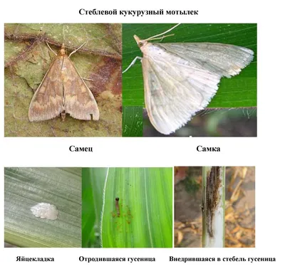 Опасные вредители в первой половине вегетации кукурузы - Пестициды.by -  средства защиты растений