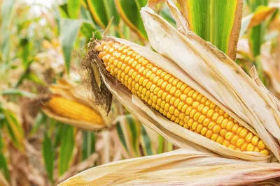 ГлавАгроном - ТОП-12 вредителей кукурузы