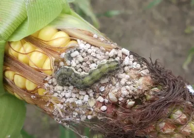 Насекомые вредители кукурузы – своевременный мониторинг | Торговый Дом  «КЧХК»