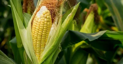 Пять фактов о кукурузе, которые нужно учесть при выращивании