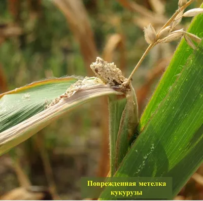 Болезни кукурузы: симптомы, причины и методы борьбы - Agro-Market