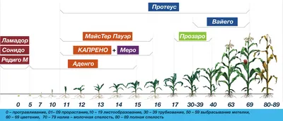 Новости компании :: Опасный вредитель кукурузы Diabrotica virgifera :: ООО  \"Химагромаркетинг\"