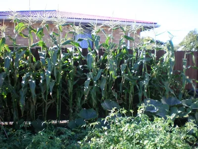 Выращивание кукурузы на даче – раскрываем секреты высокого урожая | На  грядке (Огород.ru)