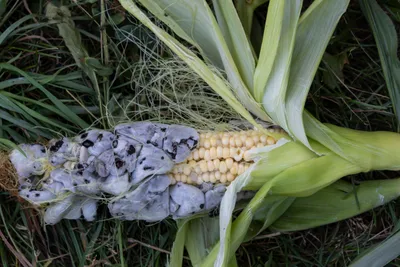 UAGroup Media - Вредители кукурузы🌽 Не забудьте поставить лайк❤️ и  сохранить ( пригодится😉) • На территории Украины насчитывается почти 190  видов насекомых, которые по-разному способны повреждать кукурузу. 🔺К самым  опасным относятся 22