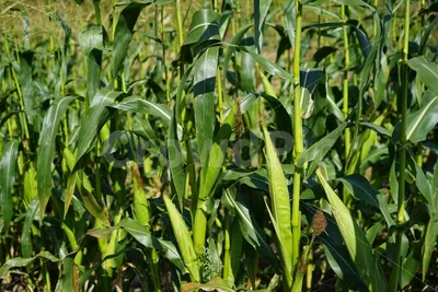 Защита кукурузы от сорняков и вредителей | Bayer Crop Science Беларусь