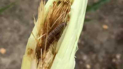 растение, поврежденное европейским кукурузным борером или хайфлером  Ostrinia Nubilalis. это один из важнейших вредителей кукурузы. Стоковое  Изображение - изображение насчитывающей падение, поле: 216893301