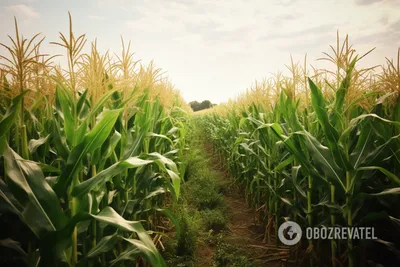 Семена кукурузы Хайглоу F1 купить в Украине | Веснодар