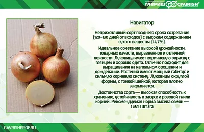 Поступление лука-севка — полезные статьи