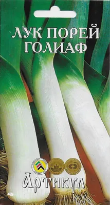 Выращивание репчатого лука.