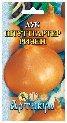 Лук репчатый (Allium cepa) - PictureThis
