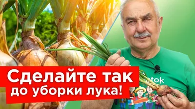 Мячковский лук — Википедия