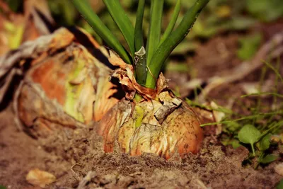 Фузариозная гниль донца лука Грибные болезни | Syngenta