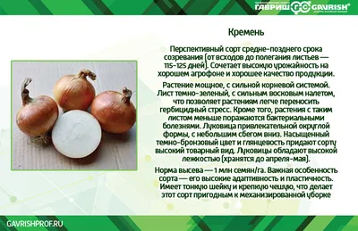 Лук репчатый