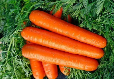 Блог :: Защита растений :: Вредители моркови и защита от них