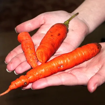 Чем подкормить морковь для высокого урожая.