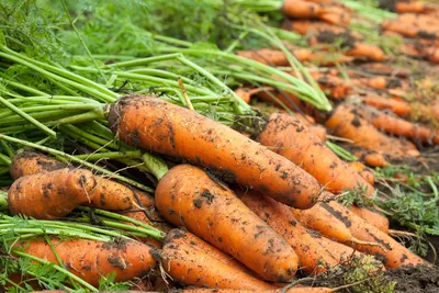 Самые опасные вредители моркови и способы борьбы с ними