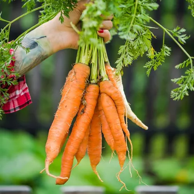 сад и огород | Морковь, Огород, Садовые вредители