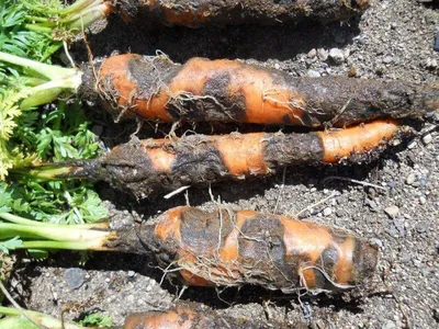 Болезни и вредители моркови: как распознать и бороться | prodachnika.com |  Дзен