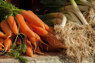 Обязательно посадите это растение у морковки: вредителей на овощах не  увидите!