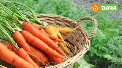 Семена моркови Канада F1 купить в Украине | Веснодар