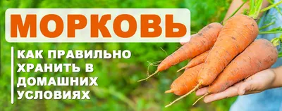 Различные способы борьбы с морковной мухой