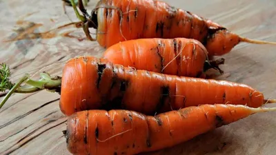 Болезни моркови при хранении - Бобёр.ру