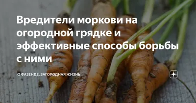 https://dzen.ru/a/YTYVirjfqTfeSg4Z