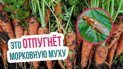 Вредители моркови