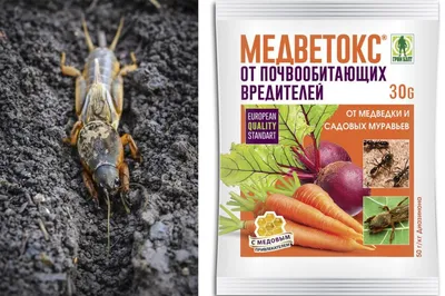Выращивание моркови – технология и опыт | Гавриш