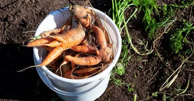 Вредители помидоров и борьба с ними - Agro-Market24