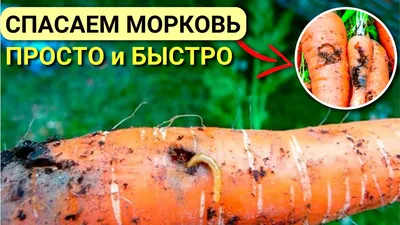 Вредители овощных культур и основные методы борьбы с ними