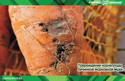 Выращивание моркови