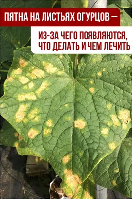 Мозаика на листьях огурцов: лечить растения или подкармливать | Дела  огородные (Огород.ru)